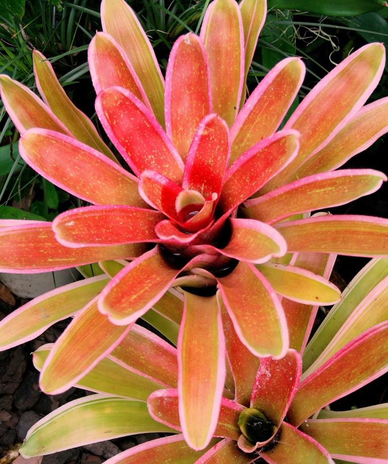Bromeliads 