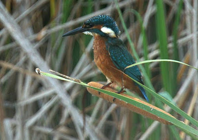 Martín pescador (Alcedo atthis)