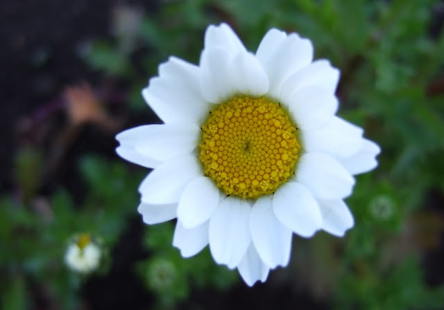 ちょっとボヤケたノースポールの白い花