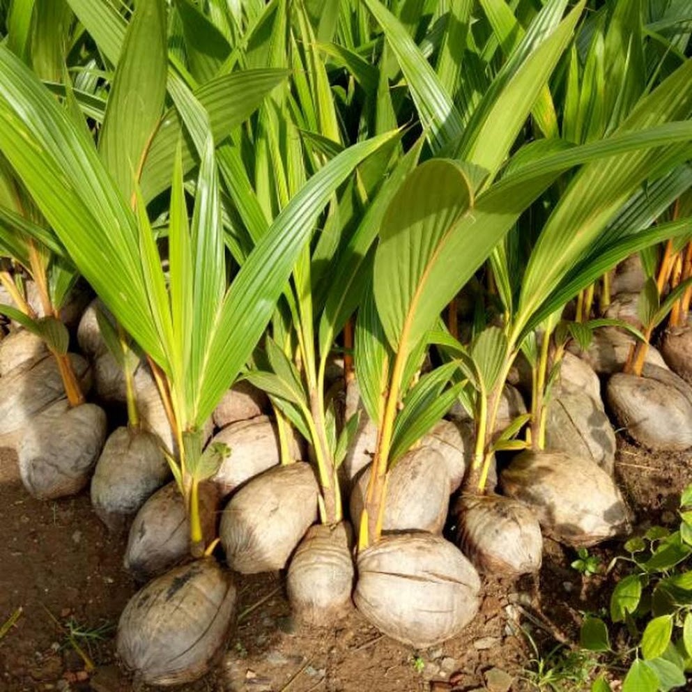Bibit kelapa genjah entok unggul berkualitas dijamin berbuah 2 3thn Sumatra Barat