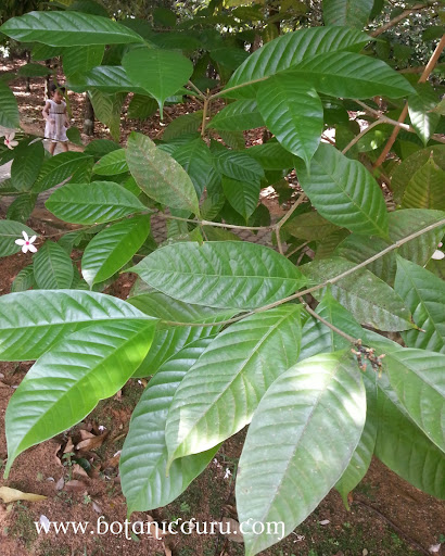 Kopsia fruticosa, Pink Kopsia, Shrub Vinca leaves