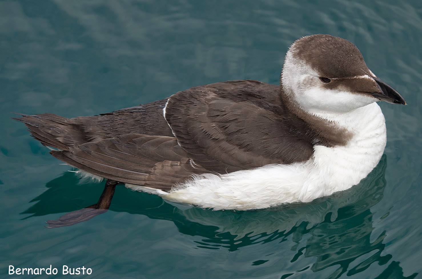 RIA DE LA VILLA: Alca y Arao