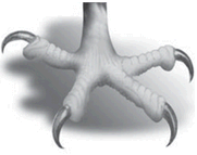 Macam Macam Adaptasi Pada Hewan Beserta Contoh Dan Gambar Karya