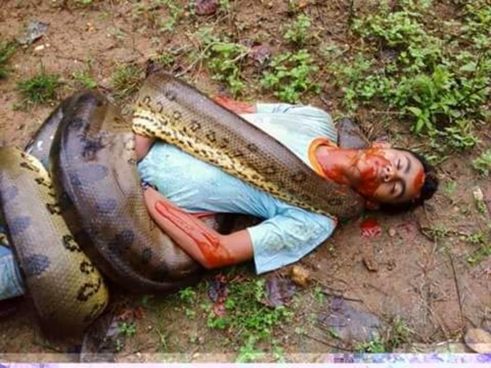 Anaconda Penis 88