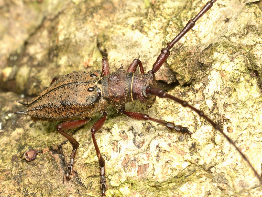 カミキリ標本‼️人気のセダカコブヤハズカミキリ岡山県真庭市‼️1
