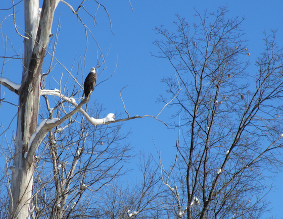 Bald eagle on Belle Isle in Detroit, MI