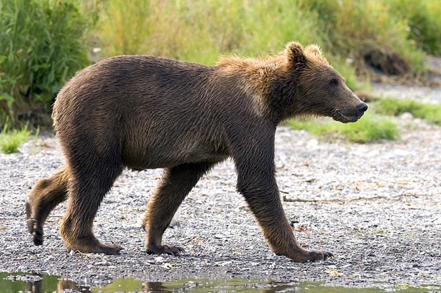 Мишка гуляла. Медведь в городе. Медведи на улицах россии. Физминутка медвежата. Медвежонок в лесу.