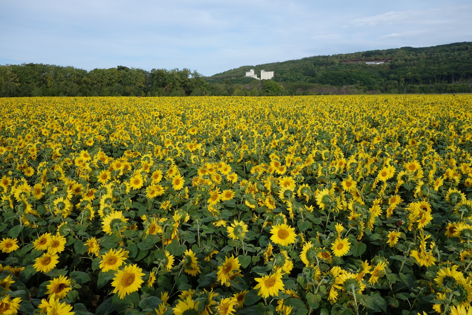 ２年間だけ の北海道移住 網走大曲湖畔園地のひまわり