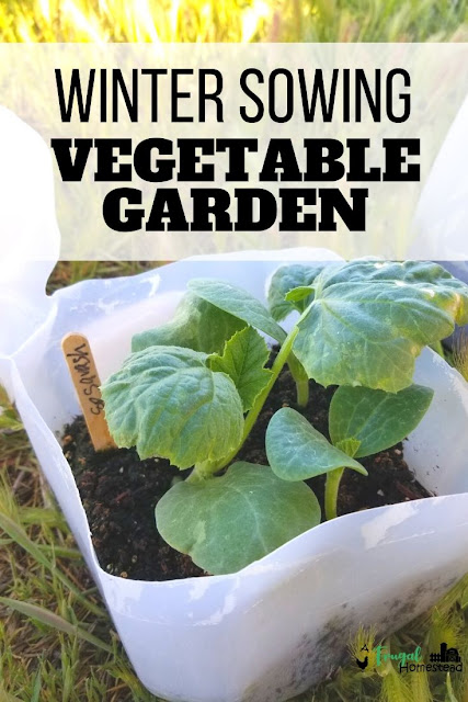 Learn how to make milk jug greenhouses so you can use the winter sowing method to plant flower and vegetable seeds for your spring and summer garden.