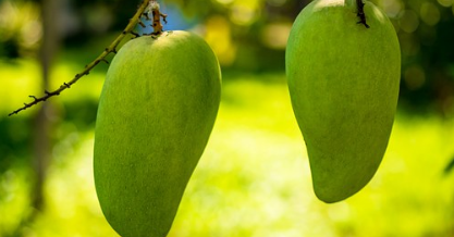 Khasiat Buah Mangga yang Jarang Diketahui Orang - KangKus.Id