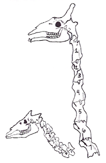 Boyun uzunluğundaki büyük farklılığa rağmen, okapi (solda) ve zürafada (sağda) her ikisi de yedi servikal omurdan oluşur.