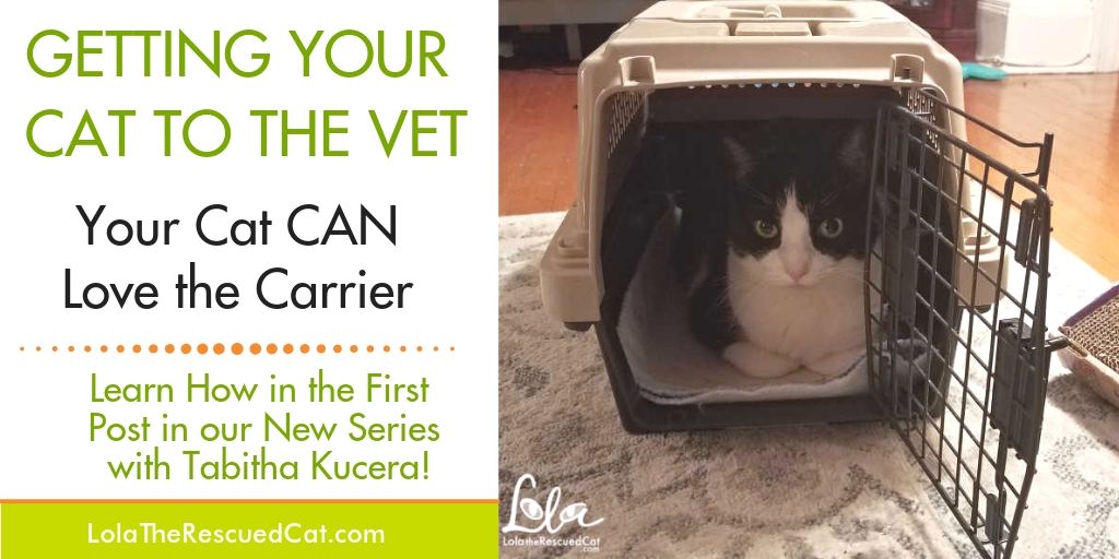 Getting Your Cat to the Vet Your Cat CAN Love Their Carrier! Lola