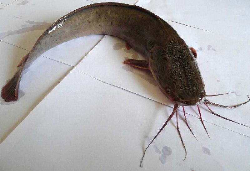 Ciri Khusus Ikan Lele dan Fungsi Anggota Tubuhnya