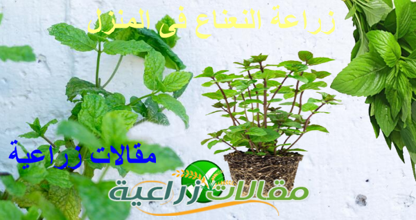 كيفية زراعة النعناع فى المنزل - مقالات زراعية