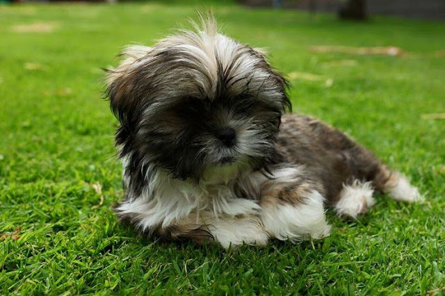 Algumas doenças mais comuns nos olhos do shih tzu