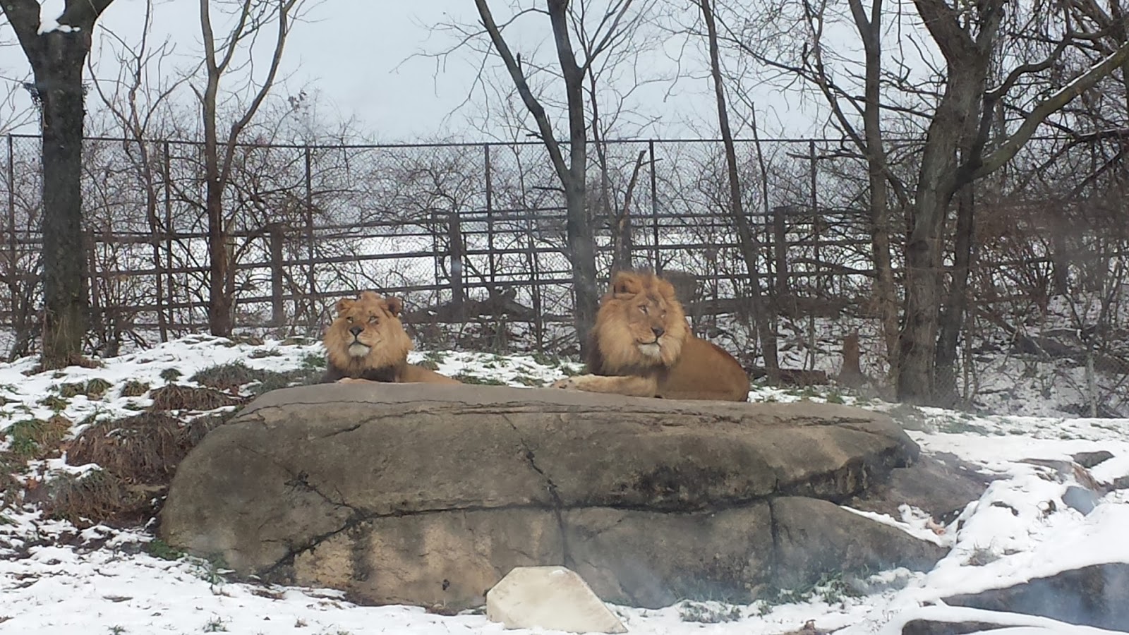The New Hartman: The Pittsburgh Zoo in January = Awesome
