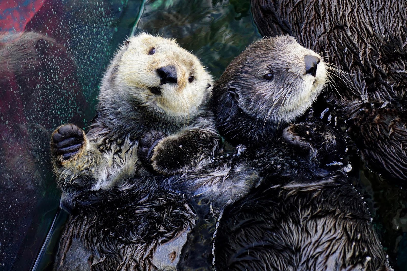 Why are sea otters endangered? (Enhydra lutris) Sea otter facts