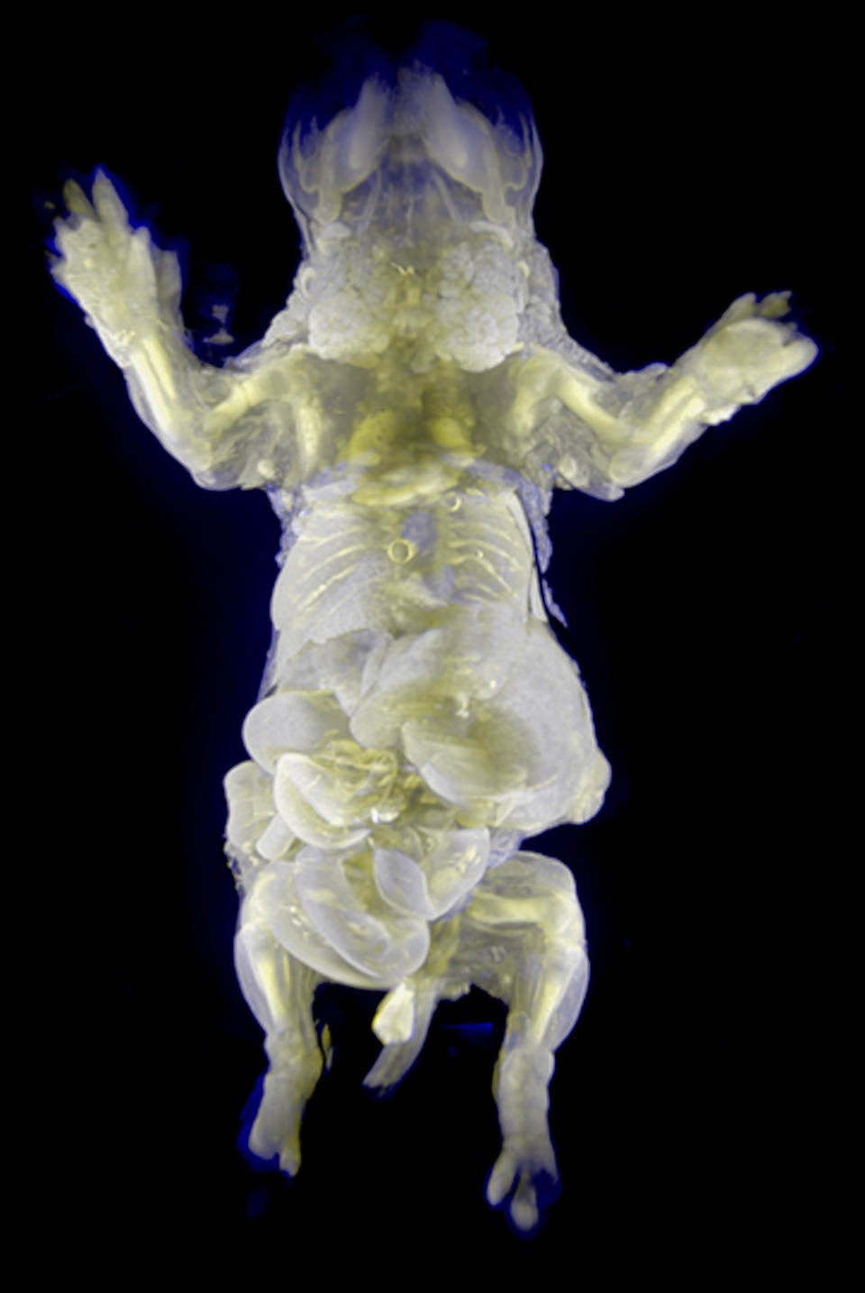 необычные морские обитатели. прозрачные живые существа. прозрачное существо. глубоководные обитатели. бесцветное существо.