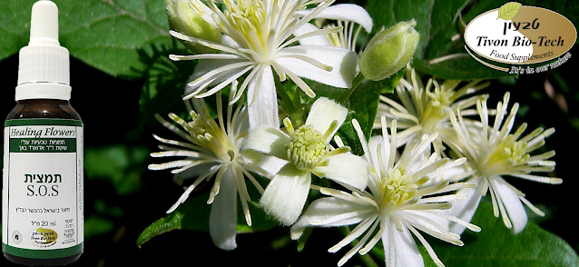 זלזלת - Clematis - קלמטיס אתר ויטמין טבעון ביוטק