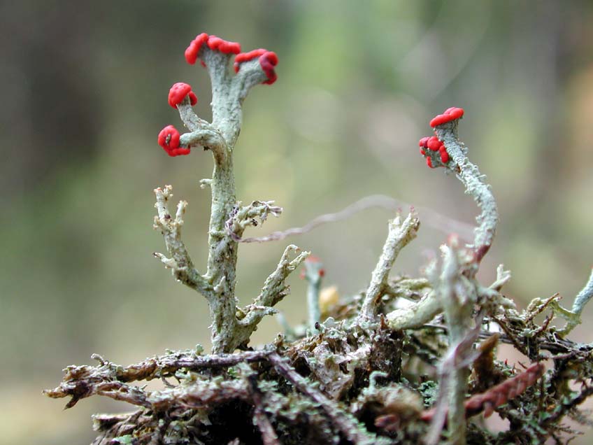 Life on The Edge: The Dr. Seuss-ish world of Cladonias