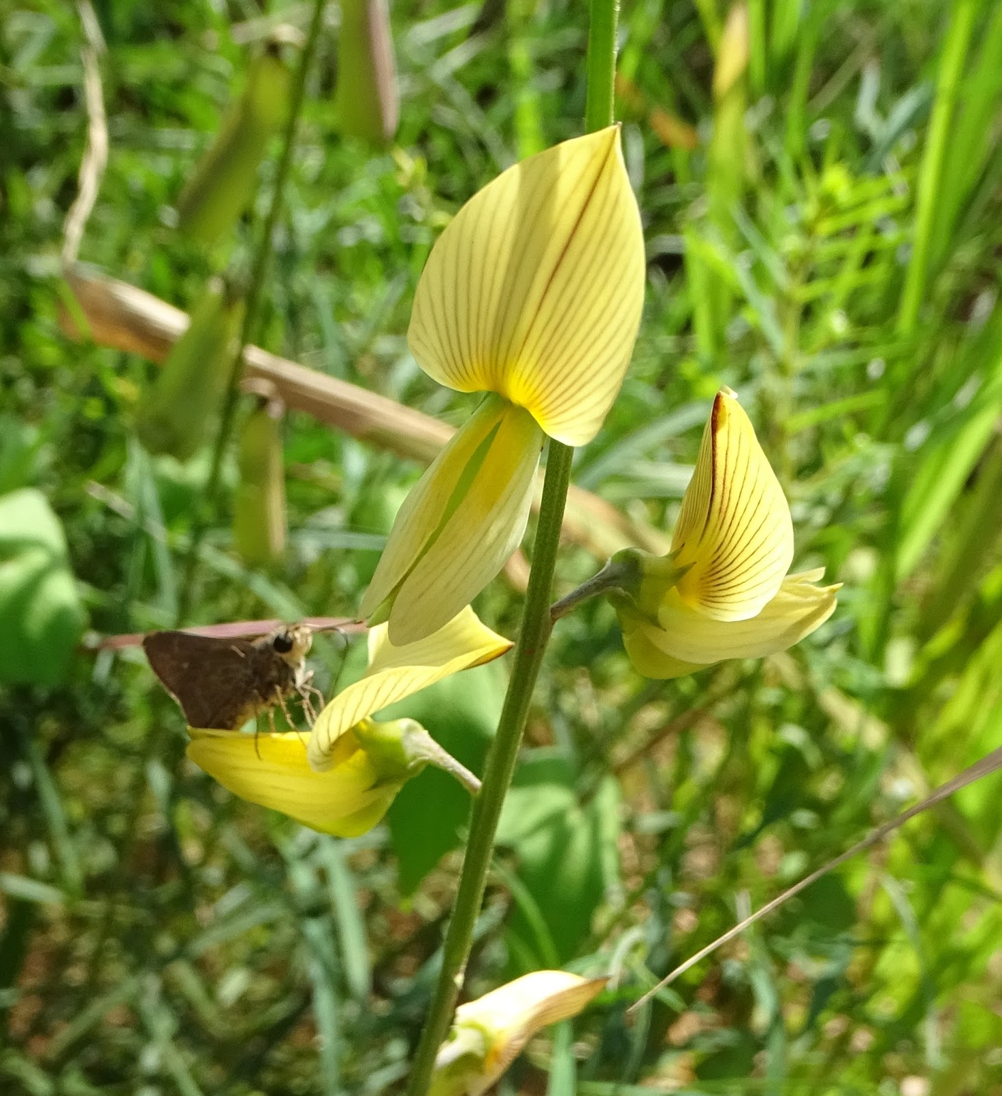 The Flowering plants Leguminosae Fabaceae Crotalaria