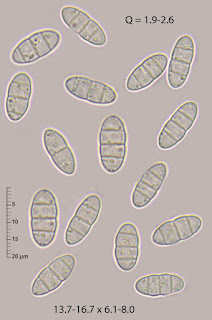 Discostroma fuscellum
