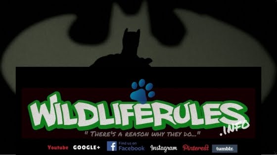 WildLifeRules!