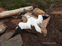 Dead Northern gannet – Egmont Bay, PEI – May 25, 2017 – Marie Smith