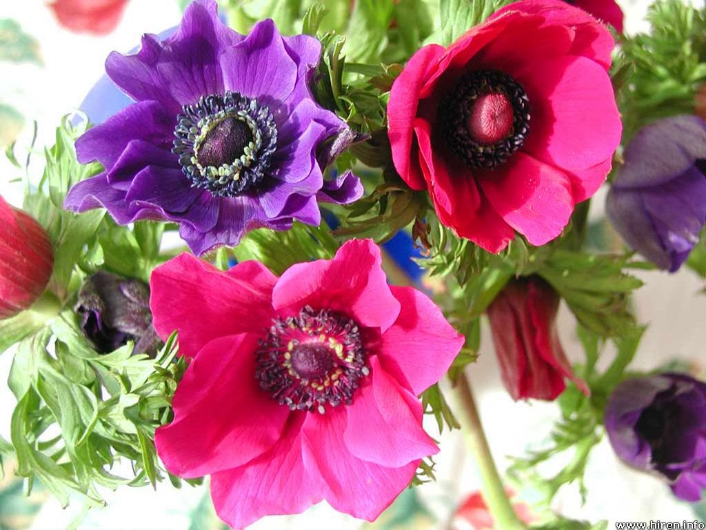 Flower Homes Anemone Flowers