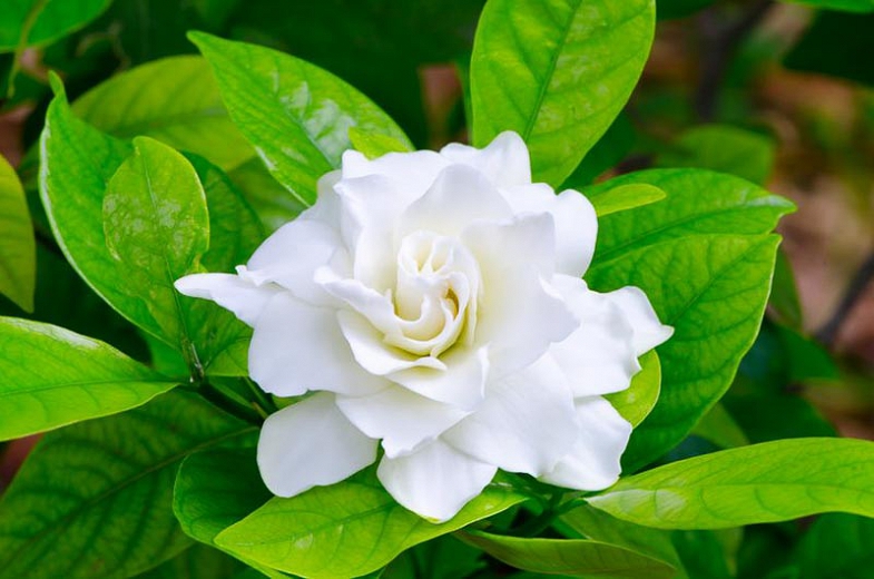 Blossom Charming Gardenia flower