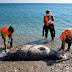 Εφτά Νεκρές Μεσογειακές Φώκιες Εντοπίστηκαν στο Αιγαίο τις Μέρες των Περιορισμών
