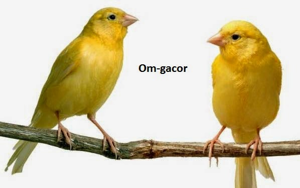 Cara Membedakan Kenari Jantan Dan Betina