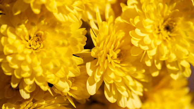 Chrysanthemum flower Iphone wallpaper
