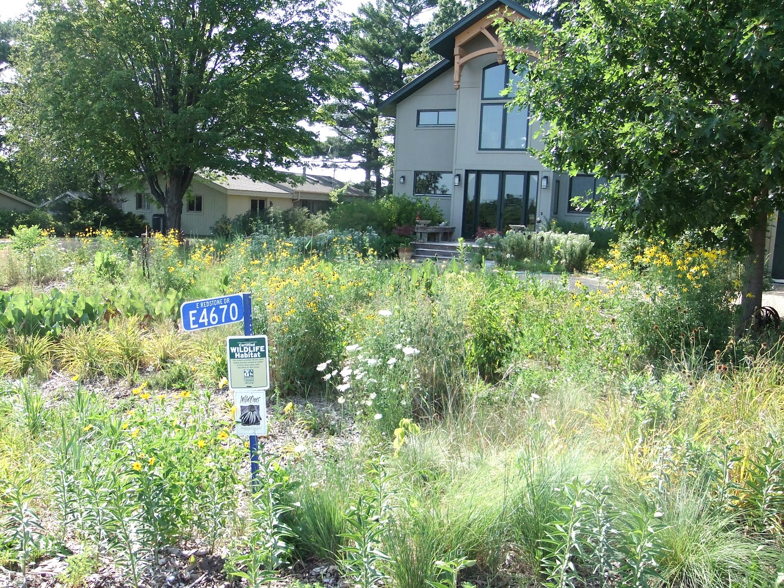All Prairie Lake Redstone House Landscaping, Early Summer, Year Three
