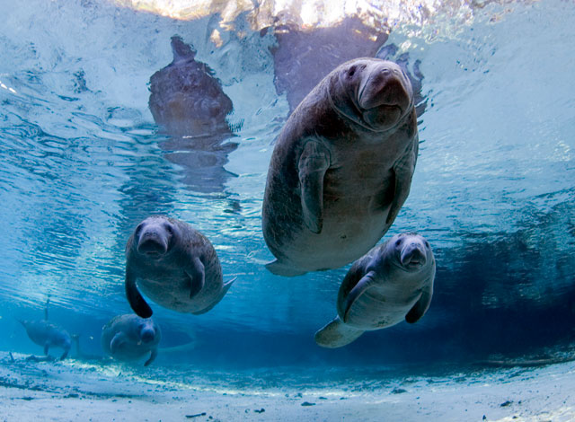 A Waterman's Cogitations