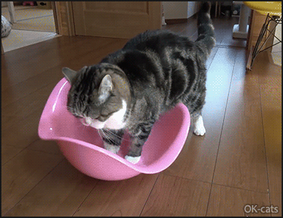 Funny Cat GIF • The wobbly bowl is a perfect fit for Maru. His willingness to try anything new is pawesome Funny Cat GIF • The wobbly bowl is a perfect fit for Maru. His willingness to try anything new is pawesome