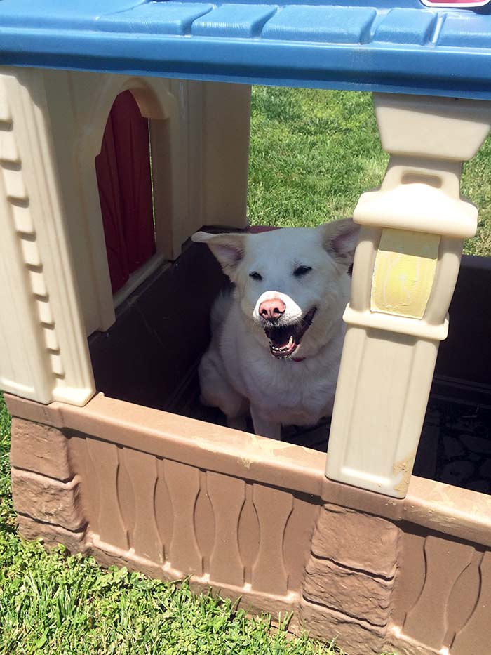 Make a DIY Doghouse with an Adorable Playhouse Makeover Sunny Day Family