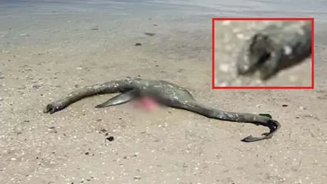 Misteriosa criatura marina parecida a un plestosaurio es hallada varada en la isla Saint Simons