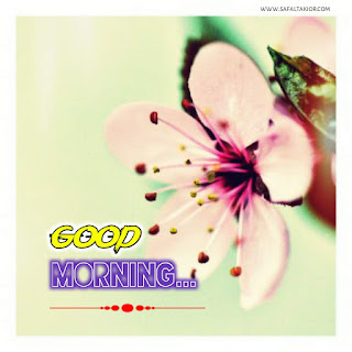 best flower good morning images