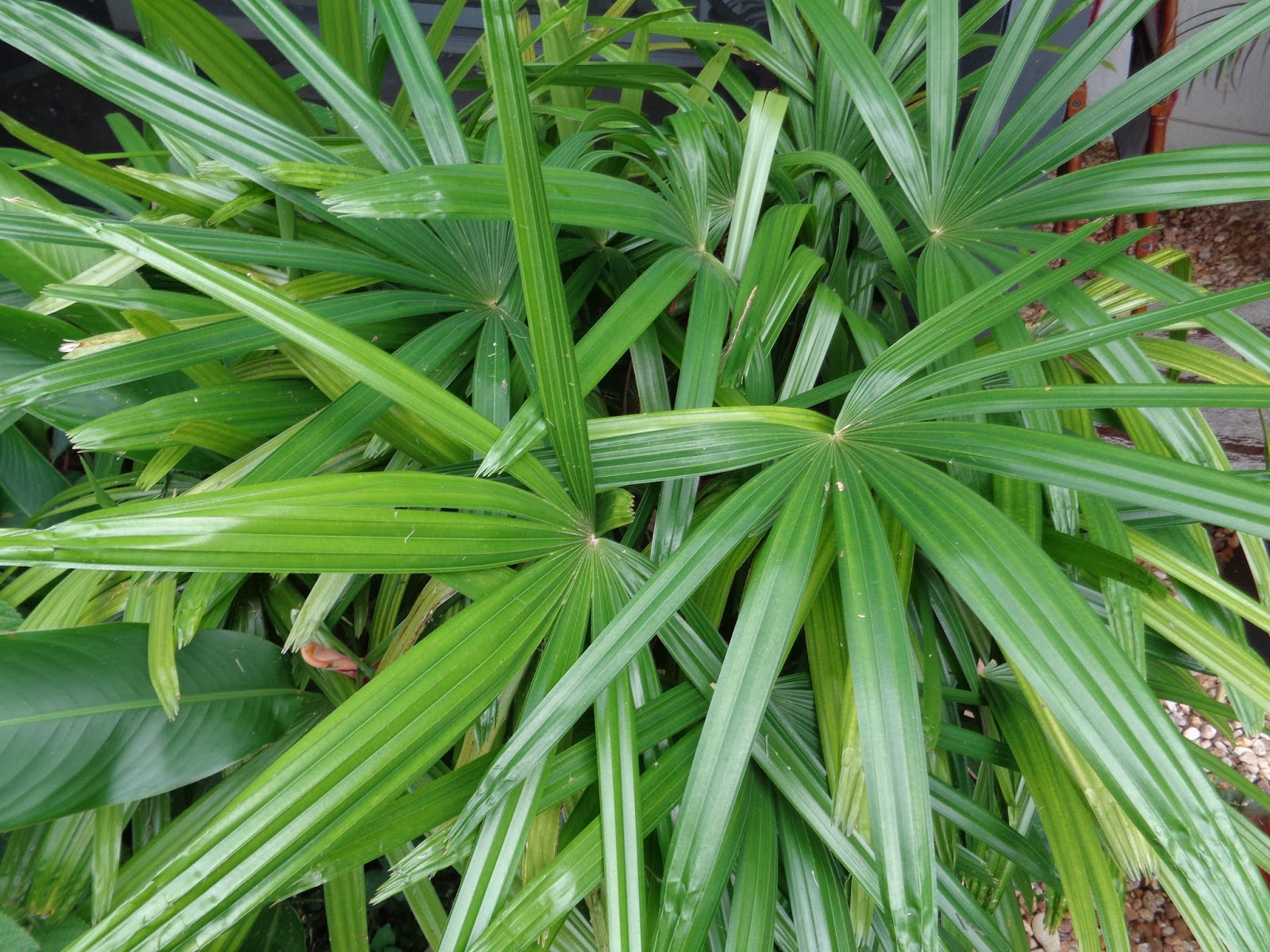 University of Florida/IFAS Charlotte County Extension The lady palm is