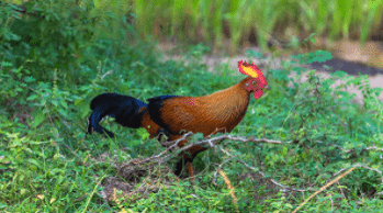 Ayam hutan merupakan jenis unggas yang hidup di hutan secara liar. Ayam hutan terdiri dari 4 jenis yaitu jenis merah, hijau, abu-abu, dan ceylon