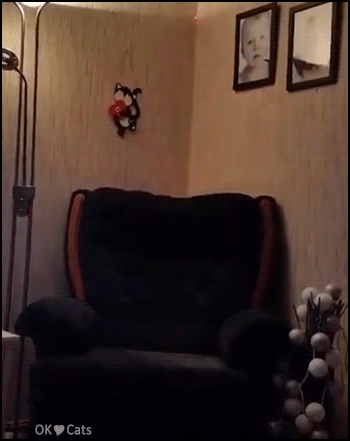 Funny Reverse Cat GIF • Cat tries to catch the red dot on the wall jumping from behind an arm chair [cat-gifs.com]
