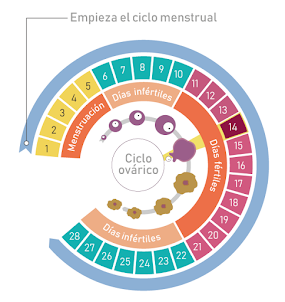 ciclo menstrual presentación drive