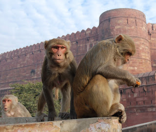 Resus maymunları insanlara uyum sağlayıp şehirlerde çoğalmaya başlamışlardır.