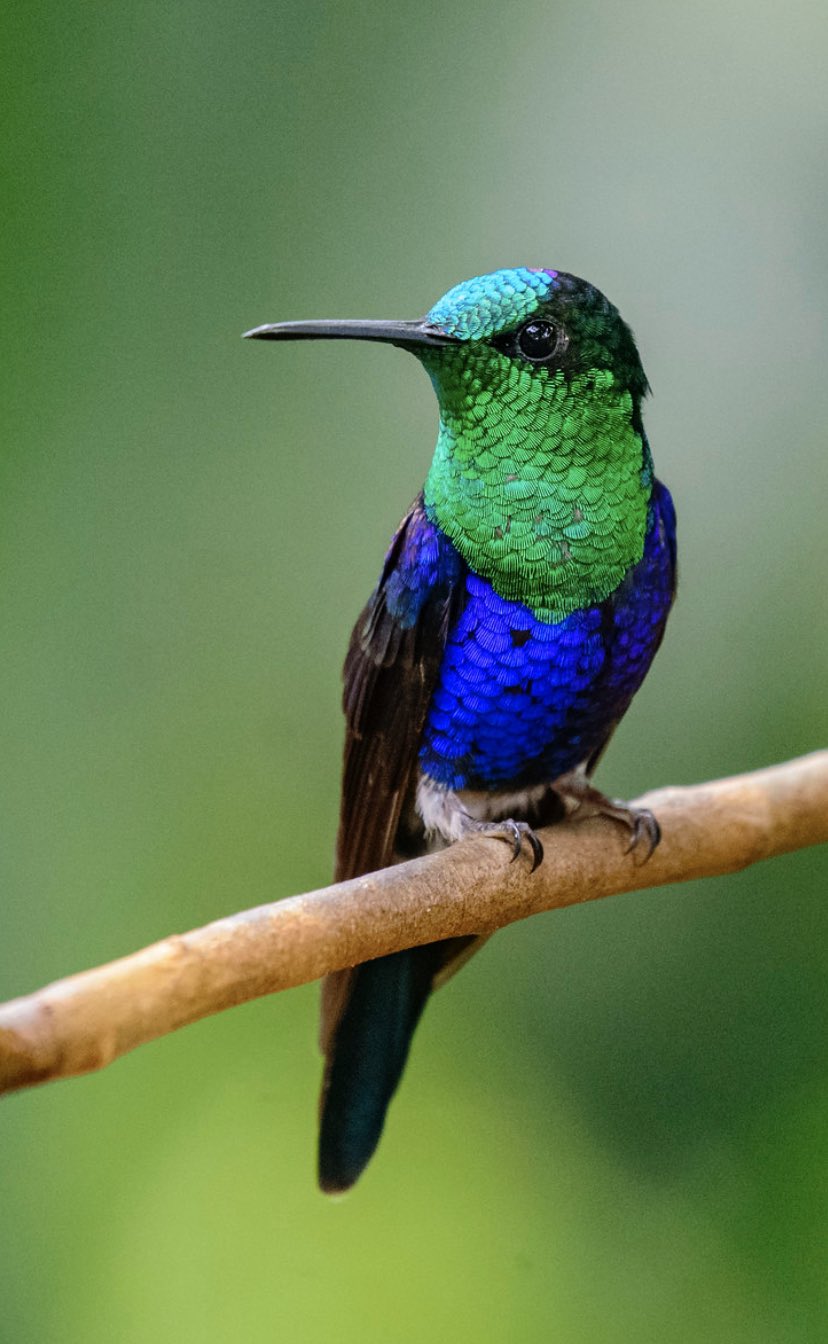 Thalurania colombica Que Ave o Pájaro