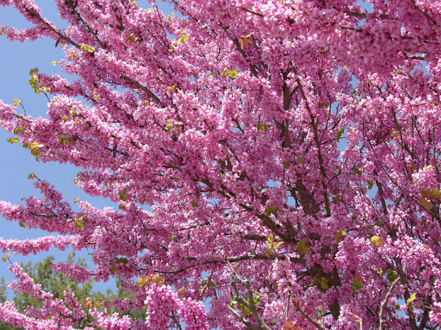 A PRIMAVERA CHEGOU