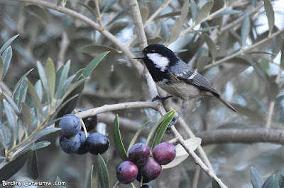 Mallerenga petita (Periparus ater)