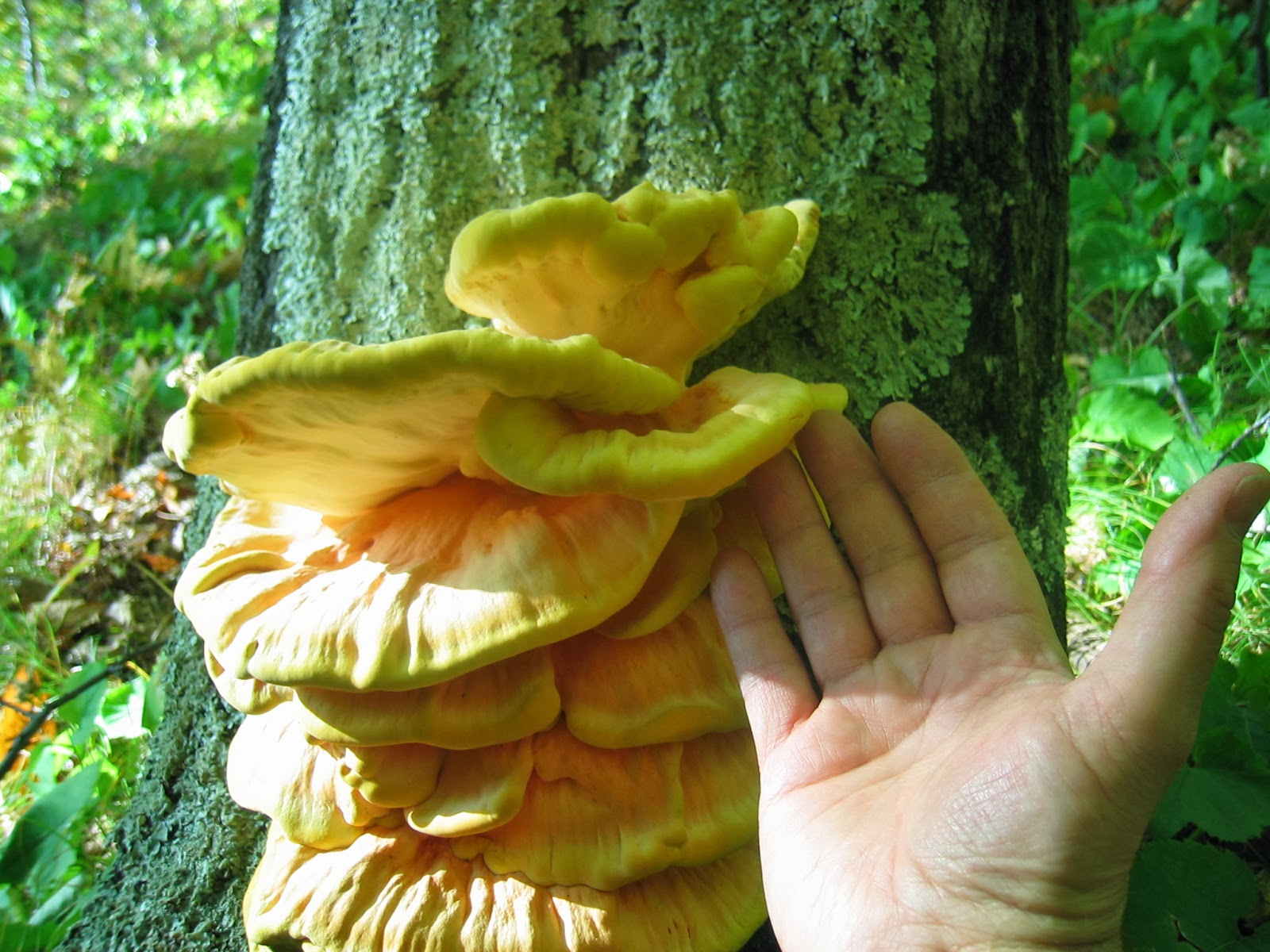 Duluth Minnesota Mushroom Hunting