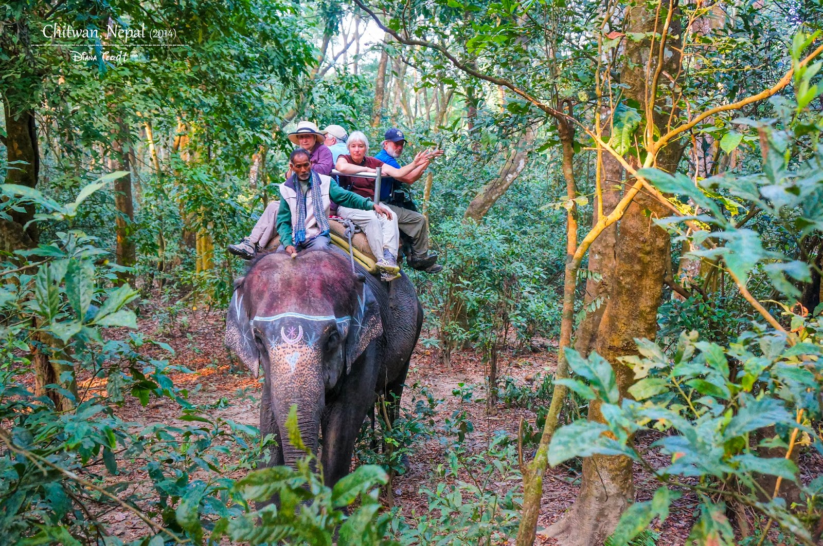 Nepal Day 3 Canoeing & Elephant Riding In Chitwan National Park Travel & Living Journal of DT