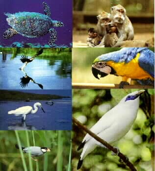 Kumpulan Gambar Flora Fauna Indonesia Macam Jenis Hewan Sebagai Wujud